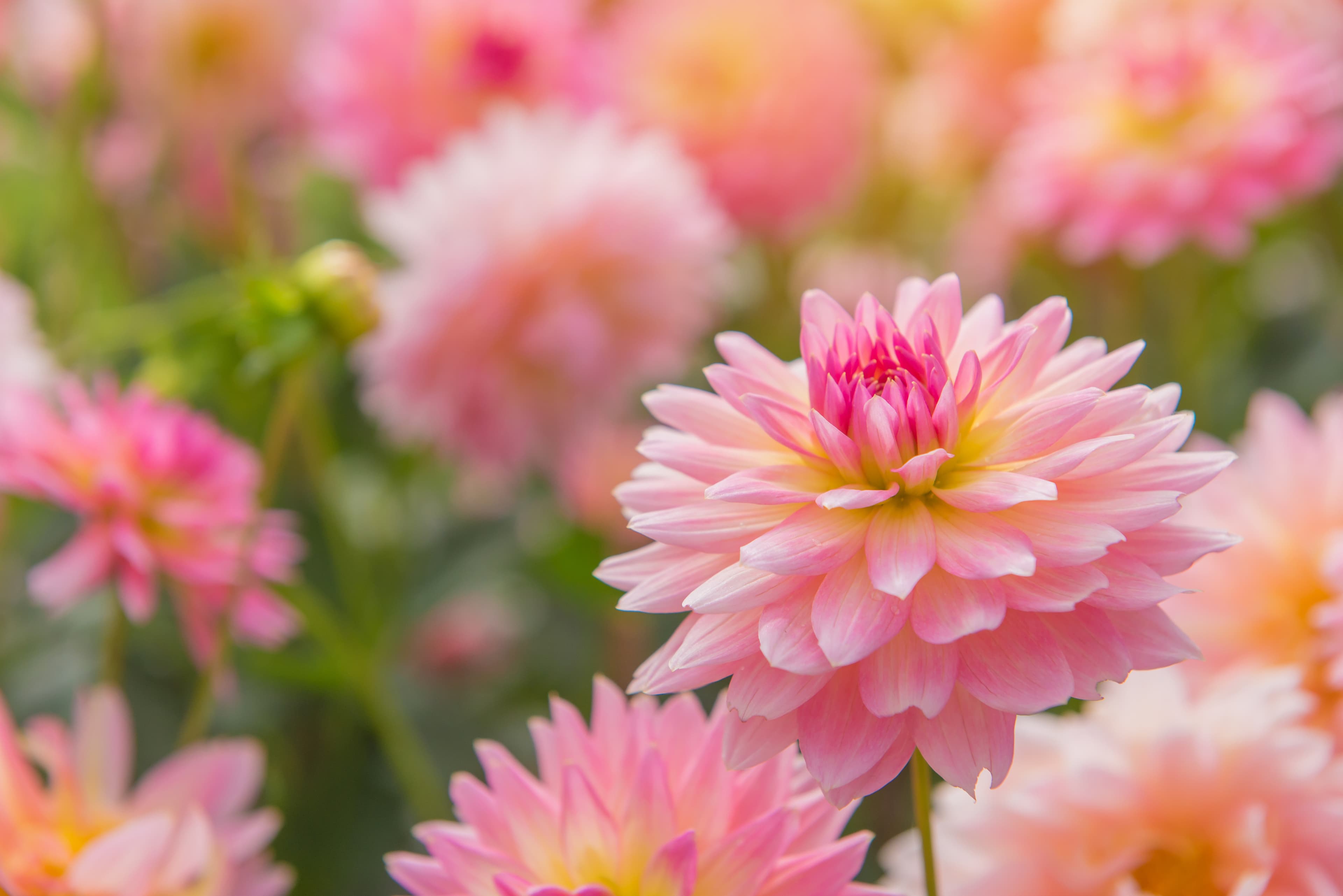 Colorful dahlia flowers in full bloom