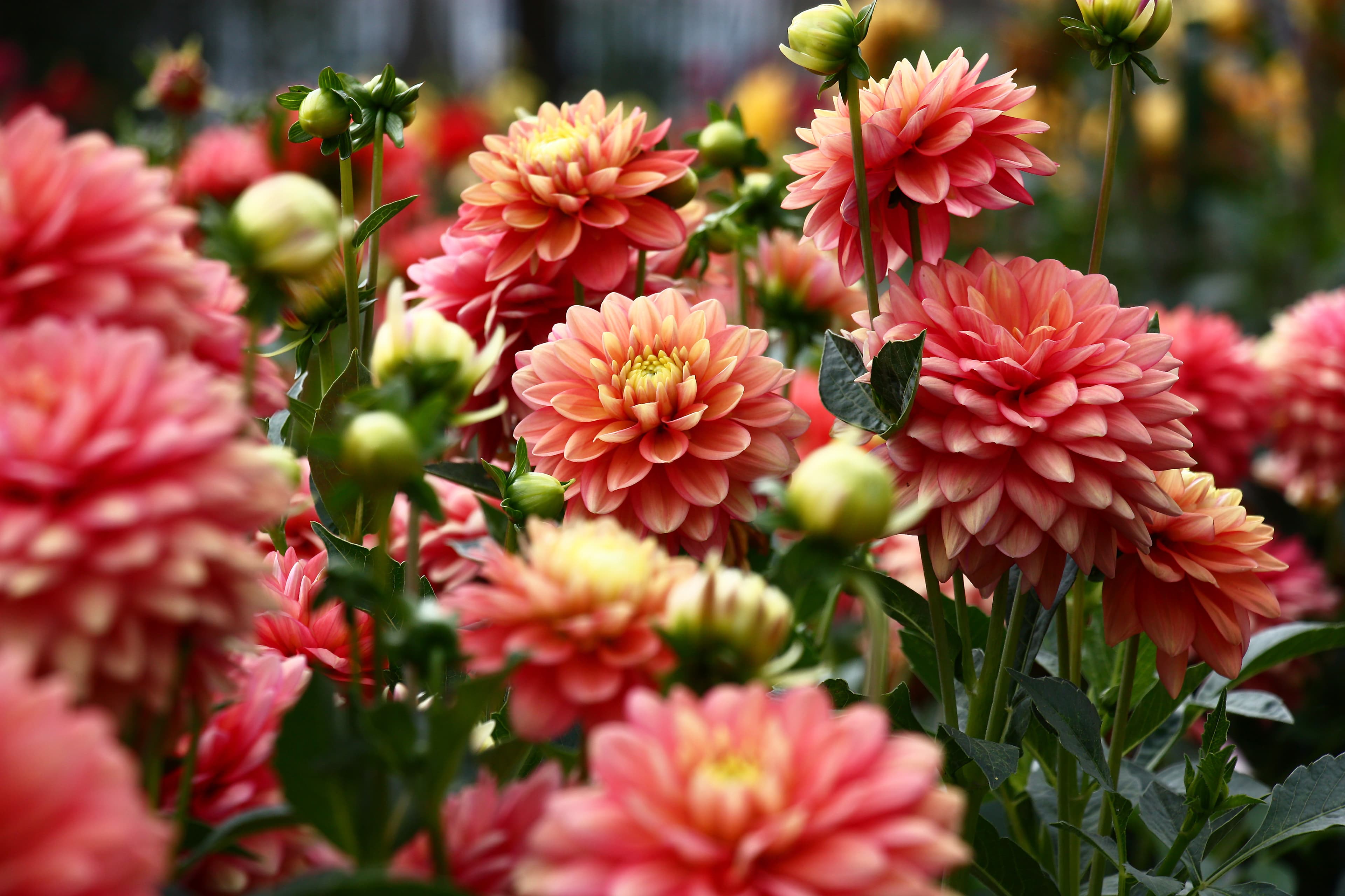 Dahlia blooms — varieties available as tubers at the sale